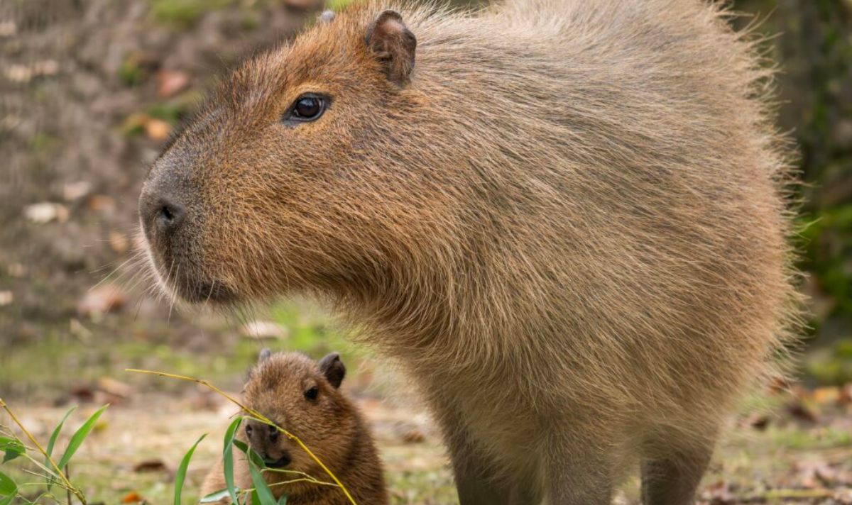 Broxbourne: Cute capybara pups born at Paradise Wildlife Park - HertsOnline